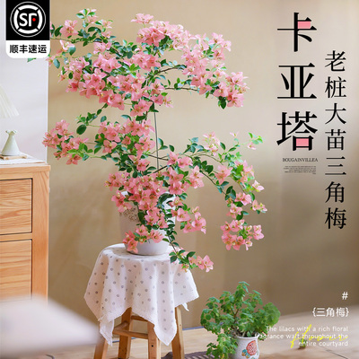 三角梅老桩大苗卡亚塔四季开花