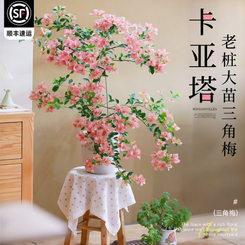 三角梅老桩大苗卡亚塔四季开花