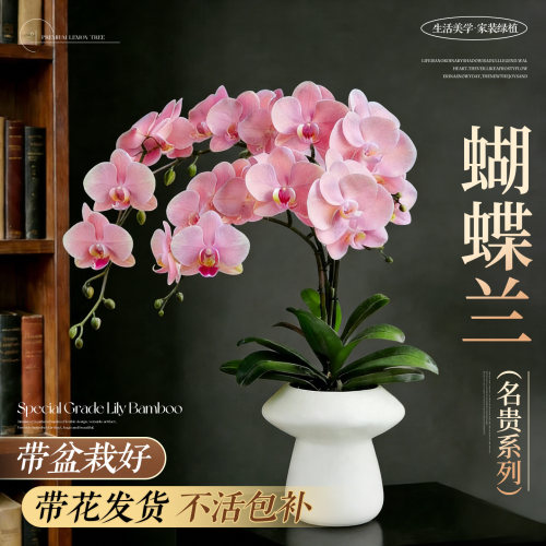 蝴蝶兰盆栽带花发货大苗好养