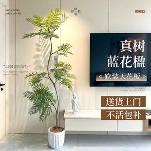 好养活 蓝花楹绿植高级感客厅大型盆栽玄关办公室落地真花植物四季