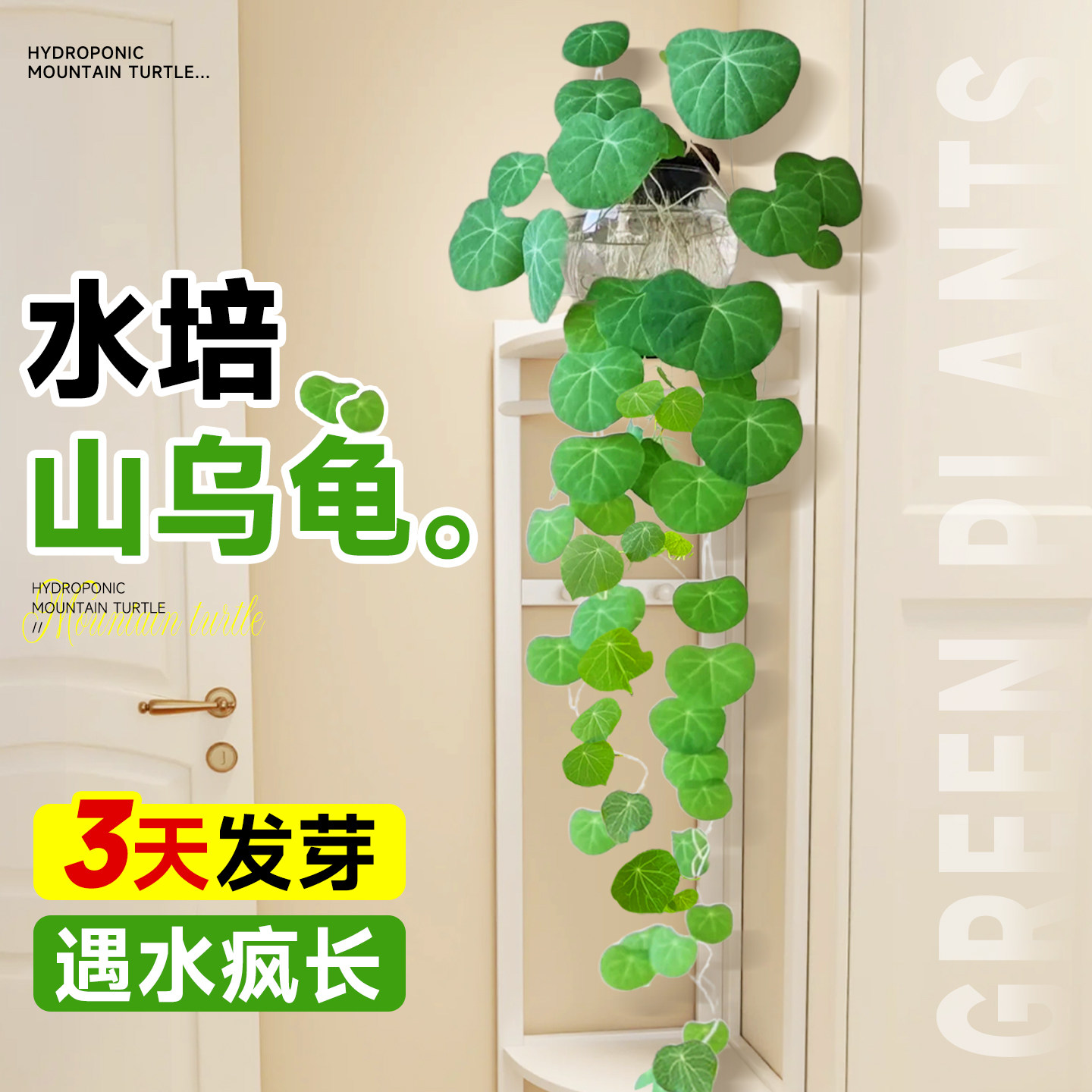 水培山乌龟爬藤植物一叶龟盆栽观叶红藤种球绿植物室内桌面好养活,鲜花速递/花卉仿真/绿植园艺,绿植,淘宝优惠券,粉丝福利购,淘宝优惠卷