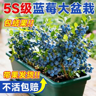 蓝莓树果苗盆栽特大号室内外蓝梅苗地栽阳台四季南北方种植果树苗