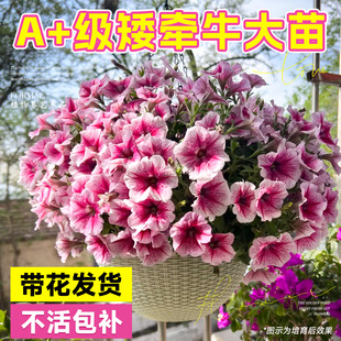 矮牵牛花苗盆栽带花苞室内阳台垂吊牵牛花苗四季花卉绿植开花植物