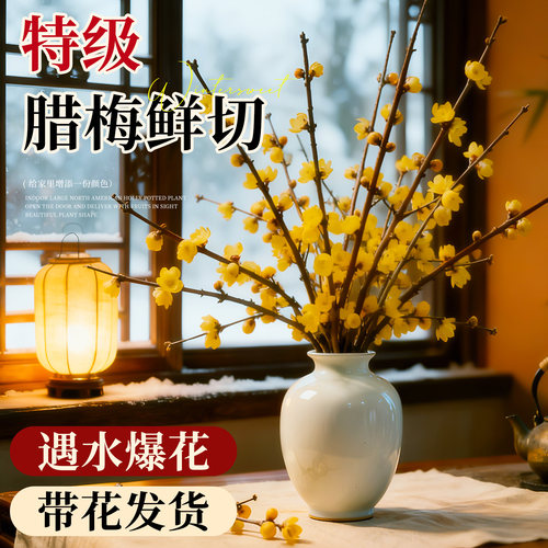 【腊梅鲜切花】带花发货不活包赔