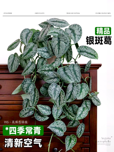 大叶银斑葛小叶水培室内垂吊绿植长藤花绿萝植物办公室桌面盆栽