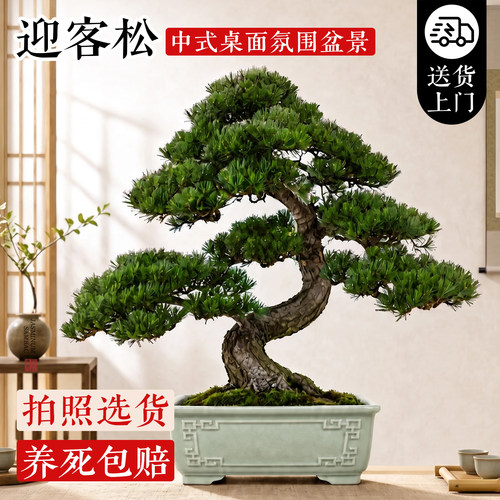 正宗迎客松罗汉松老桩盆景好养