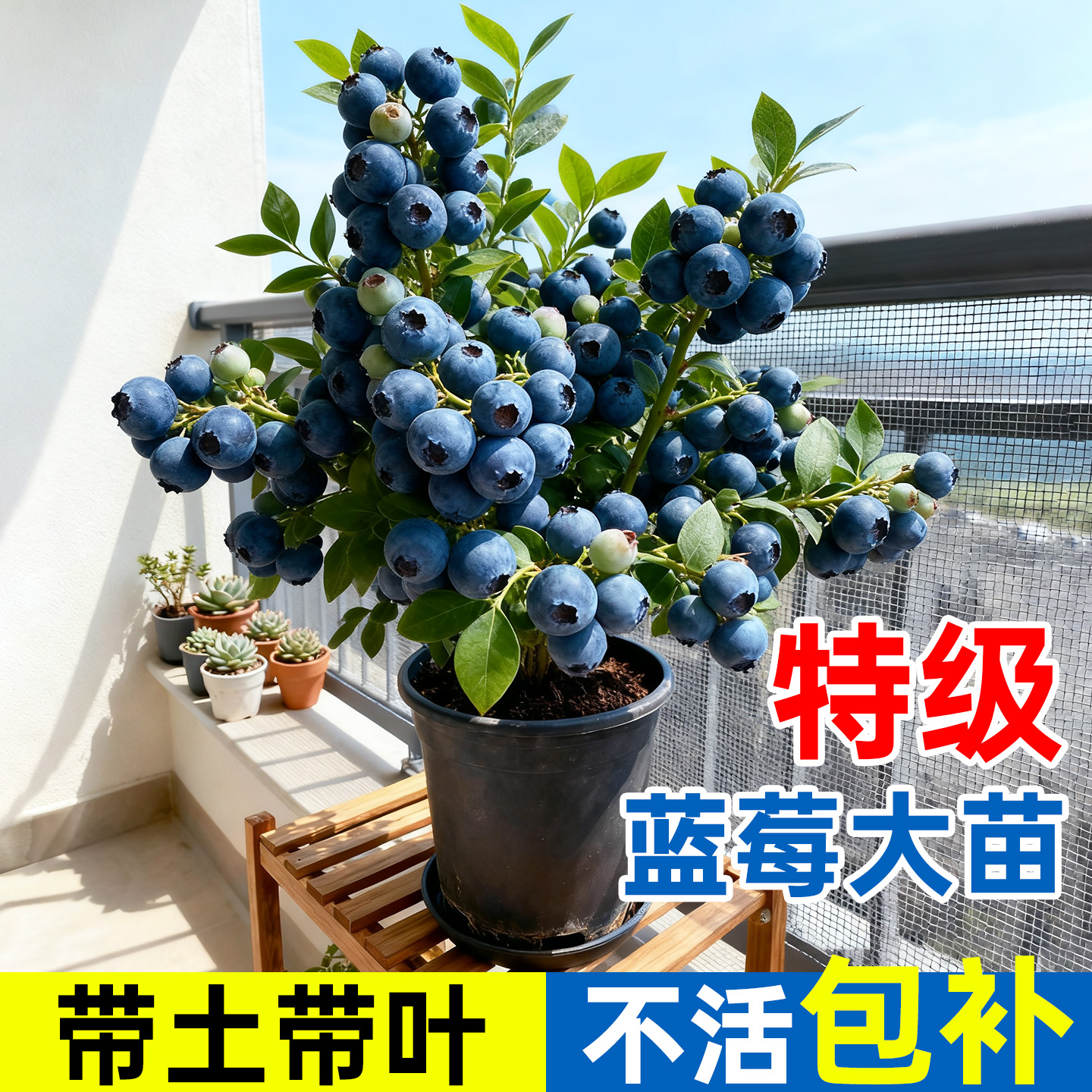 蓝莓树果苗盆栽树苗特大号带果阳台庭院室内绿植四季地栽结果植物