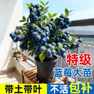 蓝莓树果苗盆栽树苗特大号带果阳台庭院室内绿植四季地栽结果植物