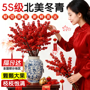 北美冬青红果真花水培室内植物好养鲜切银柳鲜枝年宵花卉插花鲜花
