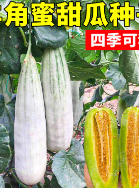 羊角蜜甜瓜种籽发芽率＞99%