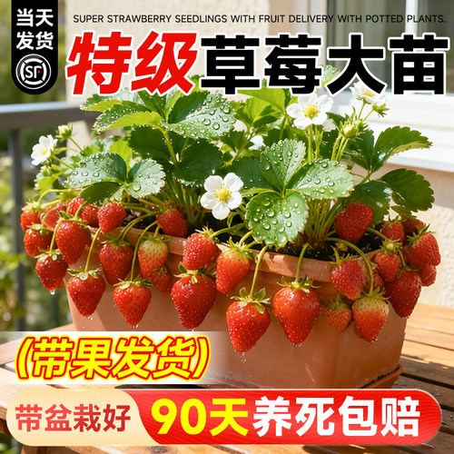 特级带果草莓苗四季品种不活包赔