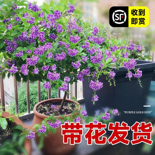 带蕾丝的花·紫金露盆栽四季开花
