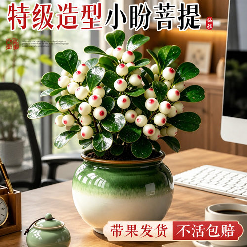 小盼菩提树盆栽带果苔藓球盆景办公室客厅桌面绿植物好养禅意摆件