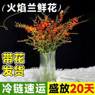 火焰兰鲜花云南基地直发花期长好养的鲜花顺丰次日达水养家用插花