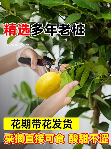 Парфюмерное лимонное дерево, зеленые растения в горшках, большие комнатные напольные растения для гостиной, балкон, подходят для всех сезонов, с фруктовыми цветами