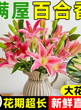 香水百合鲜花云南基地直发水培多头鲜切花花束插花插瓶多重瓣花卉