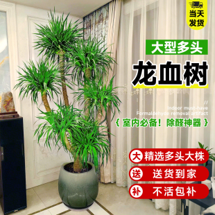 常青净化空气 龙血树客厅绿植大型多头龙须树盆栽室内落地盆景四季