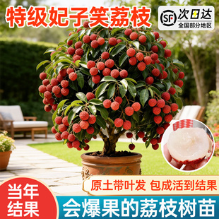 妃子笑荔枝树苗无核桂味无籽嫁接适合南方种植的果树果苗当年结果