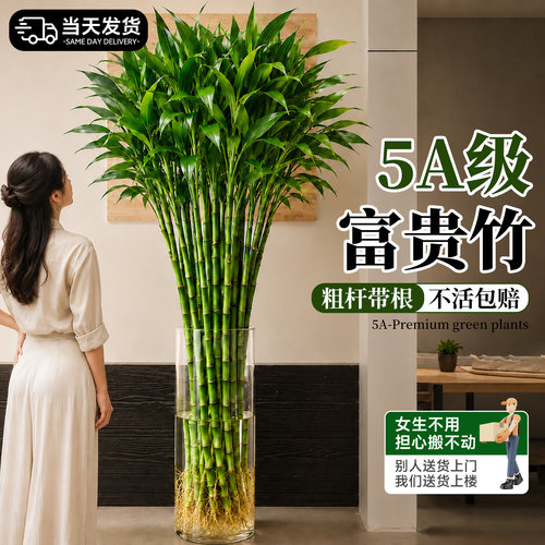 富贵竹水培植物招财水养超大号