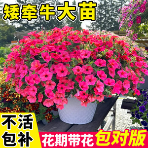 矮牵牛花苗盆栽带花苞四季开花