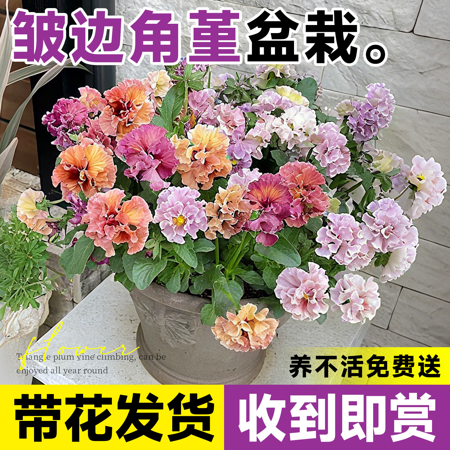 【带花发货】皱边角堇盆栽包成活