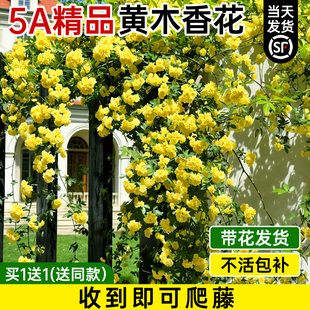 黄木香花苗爬藤植物重瓣红木香树苗花卉蔷薇老桩盆栽庭院四季好养