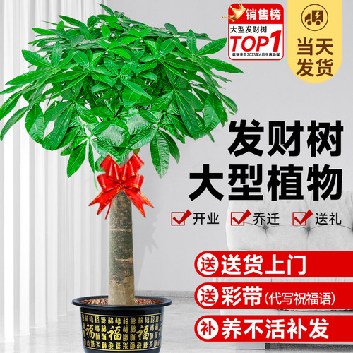 客厅大型发财树送货上门乔迁开业