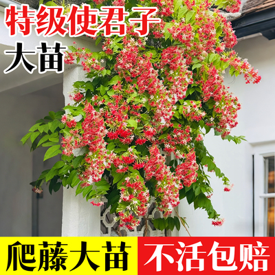 使君子爬藤植物全国可种不活包补