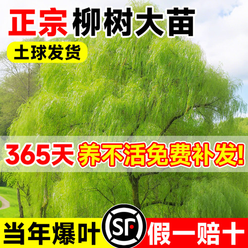 【包活一年】精品带芽柳树大苗