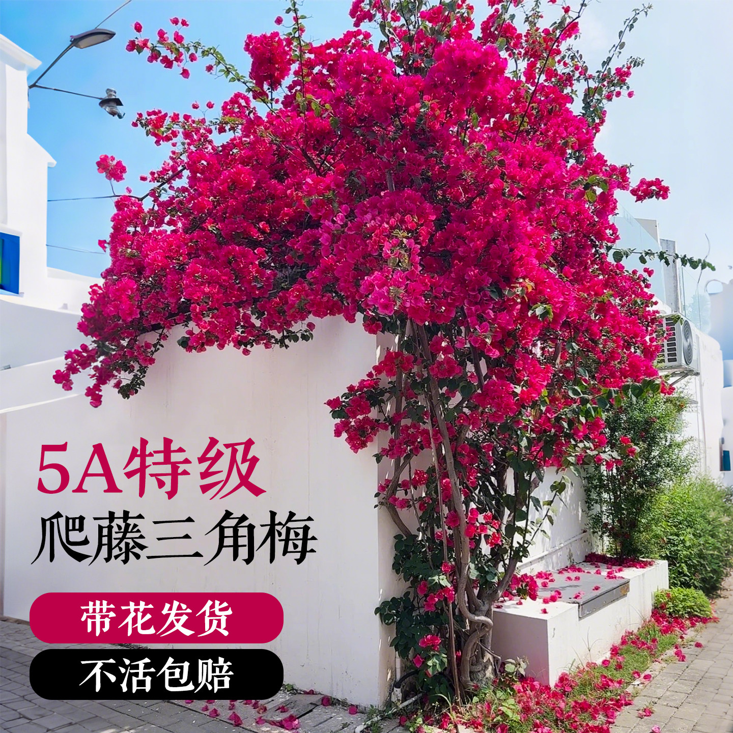 三角梅爬藤苗重瓣盆栽漳红樱老桩庭院花卉绿植物四季开花特大号