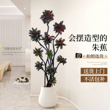 娃娃朱蕉盆栽大型绿植紫气东来客厅办公室内四季好养真植物橡皮树