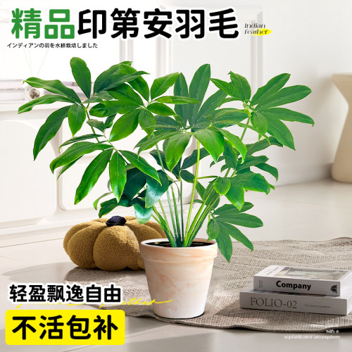 印第安羽毛带盆栽好四季常青