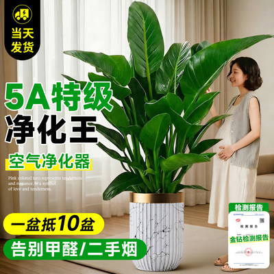 【5A特级金钻】一盆抵50盆绿萝