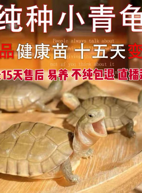 小青龟活体黄喉拟水龟苗北石微笑龟招财龟宠物龟龟场健康直发包邮