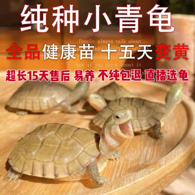 小青龟瑕疵乌龟黄喉拟水龟苗北石微笑龟招财龟宠物龟小龟健康认主