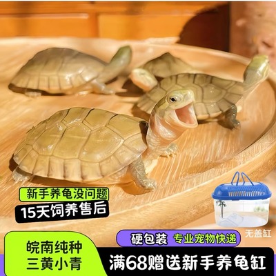 三黄小青龟纯种，不纯包退