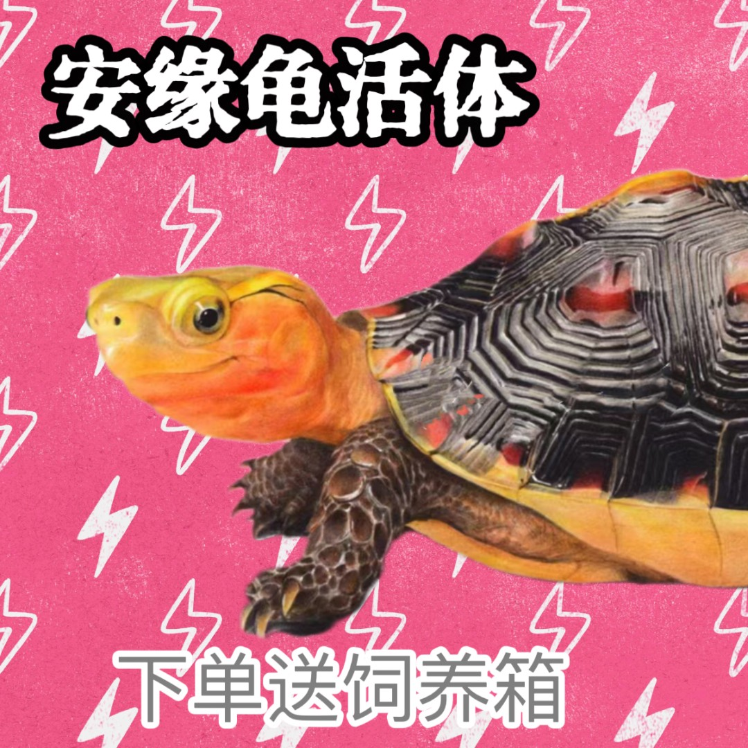 安缘黄缘龟下单送玻璃缸