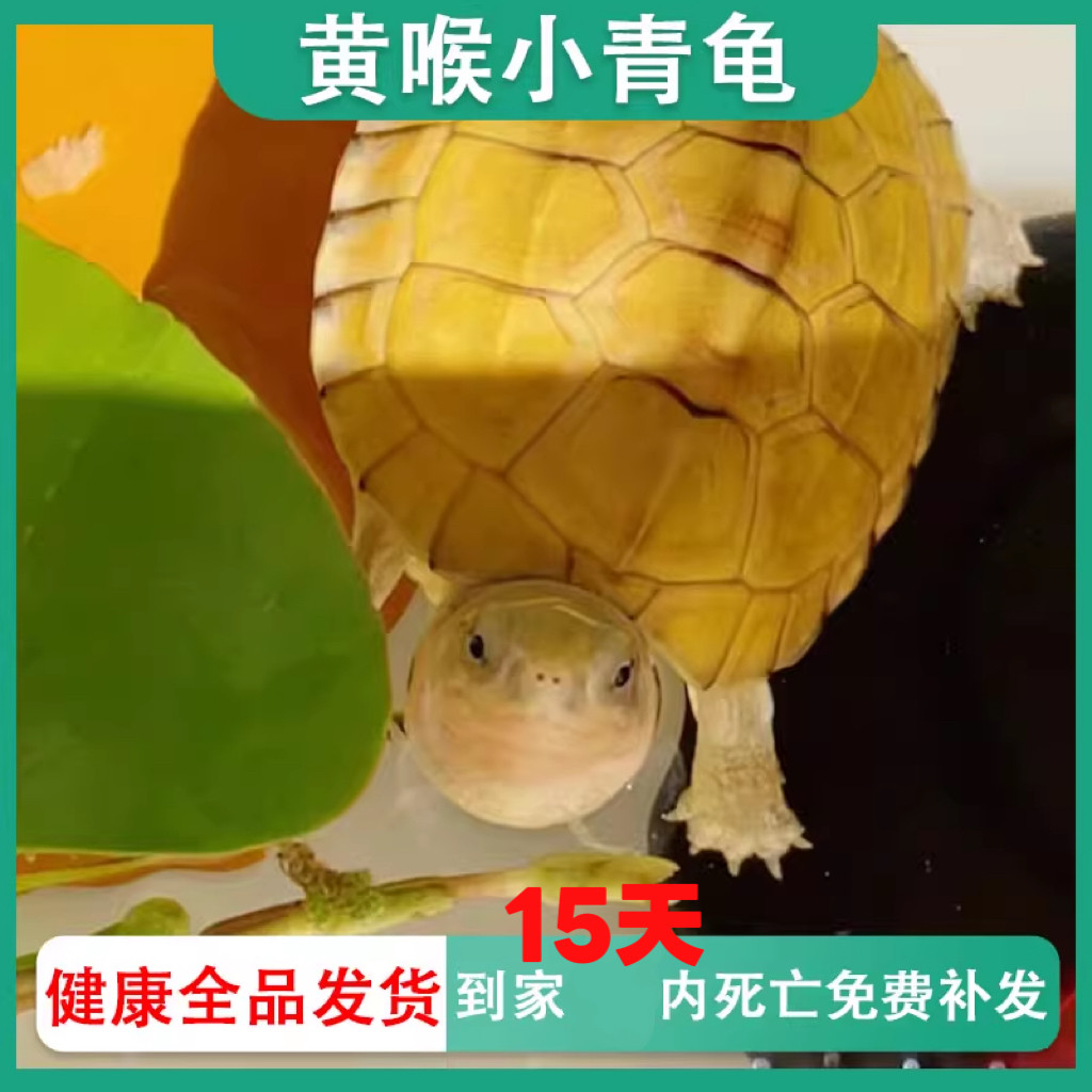 小青龟活体黄喉拟水龟苗北石微笑龟招财龟宠物龟龟场健康直发包邮