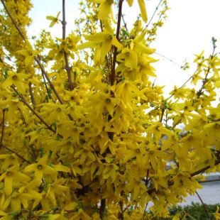 连翘种子花开香气淡艳满枝金黄抗病虫耐旱耐寒迎春花种子籽