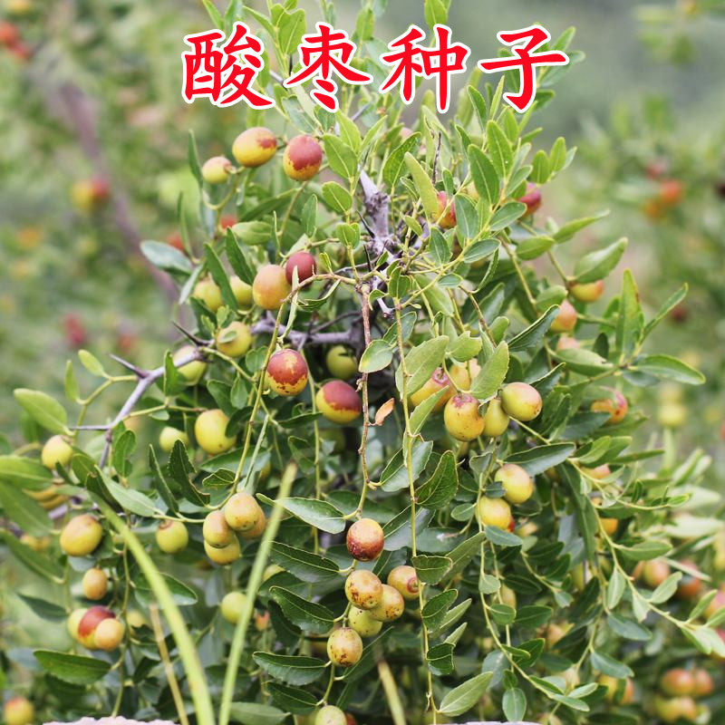 酸枣种子食用药用保健野枣枣树种籽山枣角针硬枣大红枣种籽酸枣仁