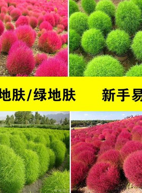 红叶地肤种子 扫帚 孔雀松  花海彩色地被 红色绿色地肤 地葵种子