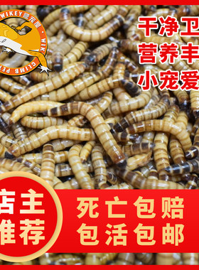 虫子金龙鱼八哥活体饲料