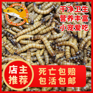 大麦虫活虫活体饲料面包虫鸟虫子鲜活黄粉虫金龙鱼八哥画眉鸟食虫