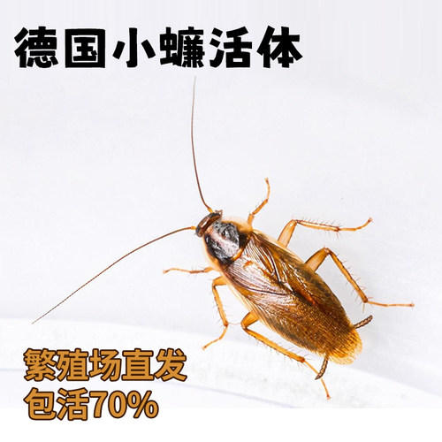 德国小蠊活体爬宠鸣虫食物