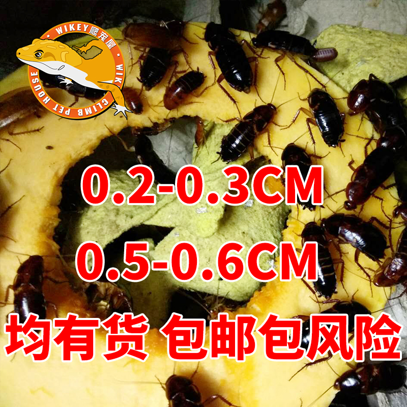 Ó£ÌÒºìó¯òë»îÌåËÇÁϽðÁúÓãòáòæÐ«×ÓÖ©ÖëÅÀ³èÃù³æÊ³Æ·Ìؼ۰üÓÊ