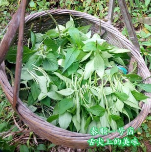 新鲜苦菜苦甲夹野菜苦斋婆酱败草温州泰顺特产一号店现摘现卖250g