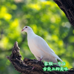 农家散养放山土鸽子乳鸽草鸽子新鲜现杀小孩月子煲汤泰顺特产一店