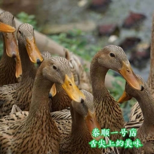 老鸭土鸭 农家散养麻鸭肉活体现杀 2年老水鸭温州泰顺特产一号店