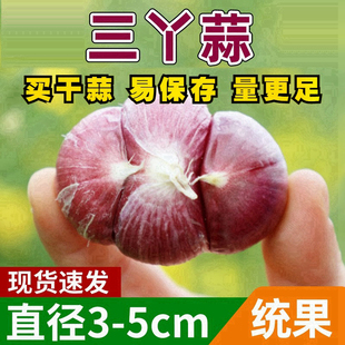 刚挖新鲜三丫蒜紫皮大蒜湿蒜三瓣两瓣三丫鲜蒜红皮香蒜新鲜蔬菜