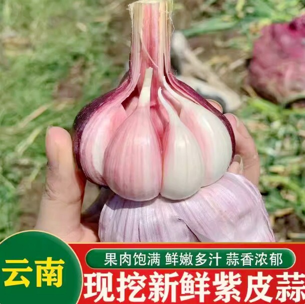 2026新挖紫皮鲜蒜云南农家新鲜大蒜头糖醋红蒜紫皮独头蒜瓣